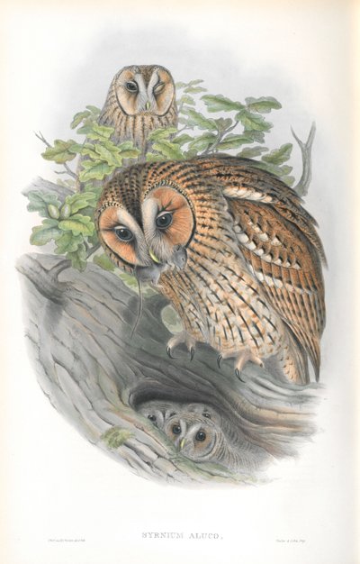 Illustration of Syrnium Aluco by John Gould